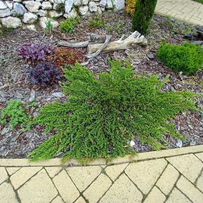 Juniperus horizontalis 'Prince of wales' kont 5,0L
