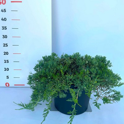 Juniperus horizontalis 'Willtonyy'
