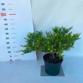   Juniperus horizontalis Compacta Variegata 20/30 K.2. Terülő boróka