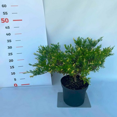 Juniperus horizontalis Compacta Variegata 20/30 K.2. Terülő boróka