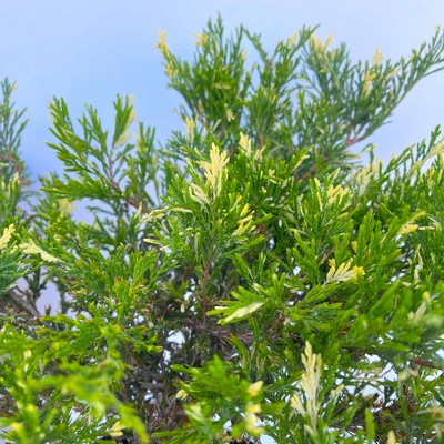 Juniperus horizontalis Compacta Variegata 20/30 K.2. Terülő boróka