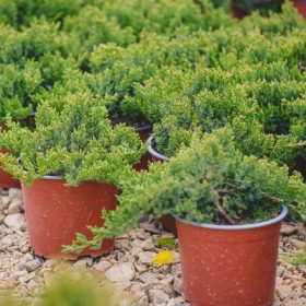  Juniperus procumbens Nana - Zöld törpe kúszó boróka 20/25 K.2