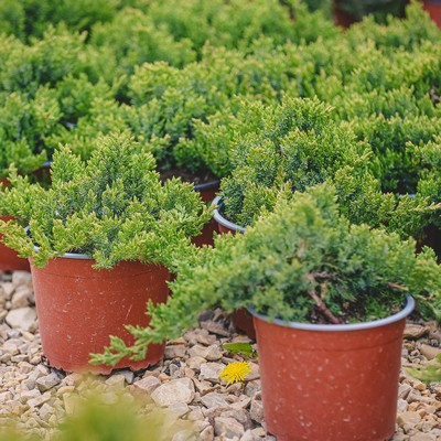 Juniperus procumbens 'Nana' / Zöld törpe kúszó boróka 20/25 K.2