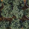 Juniperus sqamata 'Blue Star' – Kék, törpe, terülő himalájai boróka 10/20 K.2
