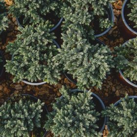   Juniperus squamata Blue Star K2 15-20cm – Kék, törpe, terülő himalájai boróka