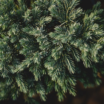 Juniperus squamata Blue Star K2 15-20cm – Kék, törpe, terülő himalájai boróka