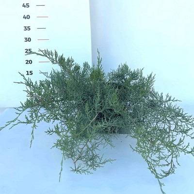 Juniperus virginiana 'Grey Owl' - Kéklombú virginiai boróka 20/25 K.2.