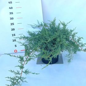   Juniperus virginiana Silver Spider – Virginiai boróka 20/25 K.2