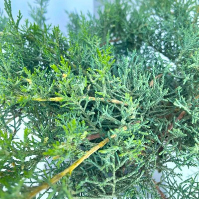Juniperus virginiana Silver Spider – Virginiai boróka 20/25 K.2