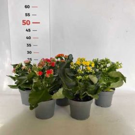 Kalanchoe Calandiva - Korallvirág