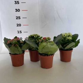 Kalanchoe Calendiva midi 7cs - Korallvirág