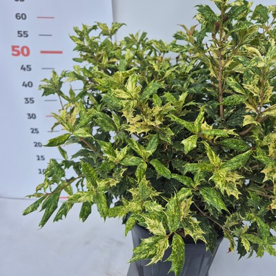 Kentia 120 cm 21cs