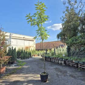   Koelreuteria pan. 'Fastigiata' - Oszlopos csörgőfa