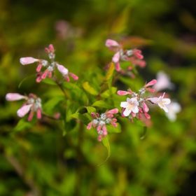 Kolkwitzia amabilis Pink Cloud - Rózsaszín viráglonc