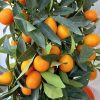Citrus fortunella margarita - Kumquat 20cm - Koktél mandarin