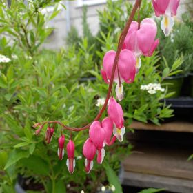   Lamprocapnos/Dicentra spectabilis 17 cm /Rózsazsín nagy szívvirág