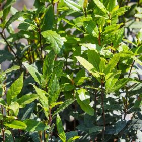 Laurus nobilis - Fűszer babér