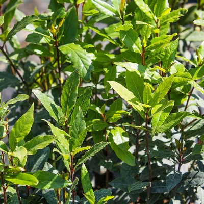 Laurus nobilis - Fűszer babér