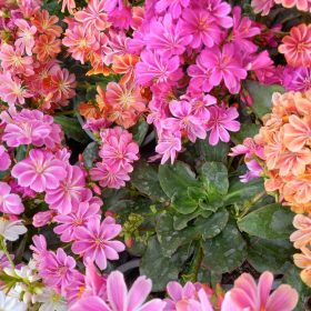 Lewisia - dohánygyökér