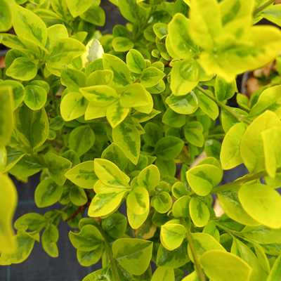 Ligustrum ovalifolium Aurea 30/40 K.2 - Fagyal, aranytarka levelű