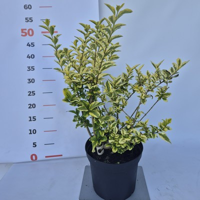 Ligustrum ovalifolium Aurea 30/40 K.2 - Fagyal, aranytarka levelű