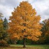 Liriodendron tulipifera - Amerikai tulipánfa