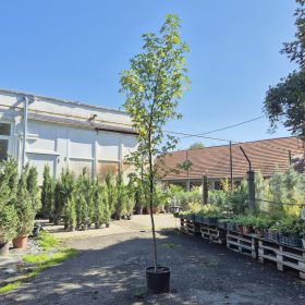   Liquidambar styraciflua 'Worplesdon' – Amerikai ámbrafa