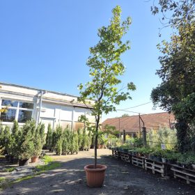   Liquidambar styraciflua 2xi 400/450/500 PF - Amerikai ámbrafa