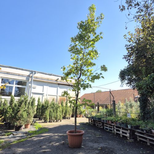 Liquidambar styraciflua 2xi 400/450/500 PF - Amerikai ámbrafa