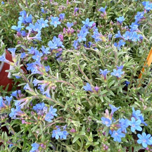 Lithodora - Kőmagcserje