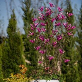 Magnolia liliflora Susan Kont 5,0L - Liliomfa, rózsaszín