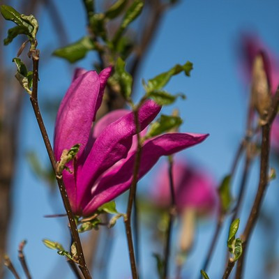Magnolia liliflora Susan Kont 5,0L - Liliomfa, rózsaszín