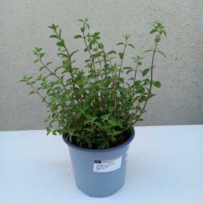 Majoranna 14 cm