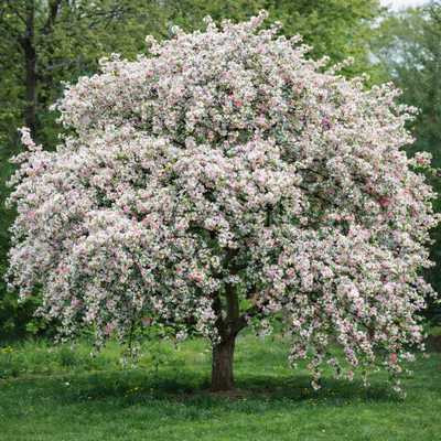 Malus Red Jade - Csüngő ágú díszalma