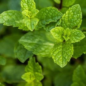 Mentha spicata 9*9/ Fodormenta