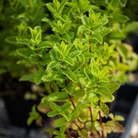 Mentha spicata v. Crispa Moroccan 9*9