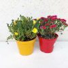 Mesembryanthemum - Kristályvirág, mediterrán 14 cm