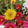 Mesembryanthemum - Kristályvirág, mediterrán 14 cm