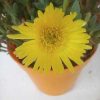 Mesembryanthemum - Kristályvirág, mediterrán 14 cm
