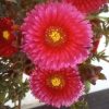 Mesembryanthemum - Kristályvirág, mediterrán 14 cm