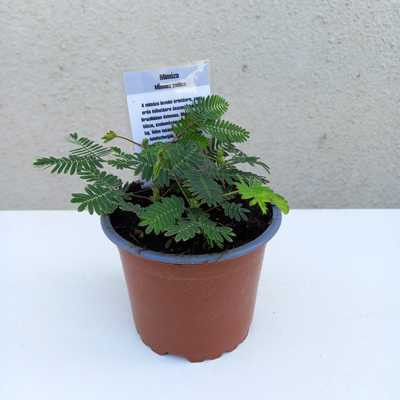 Mimosa pudica- Mimóza