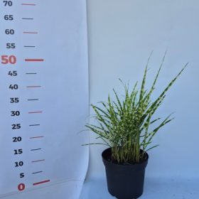   Miscanthus sinensis 'Golden Breeze' 17cm - Kinai sárga tarka virágosnád / Zebrafű