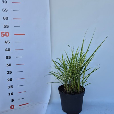 Miscanthus sinensis 'Golden Breeze' 17cm - Kinai virágosnád / Zebrafű, csíkos levelű