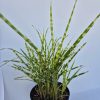 Miscanthus sinensis 'Golden Breeze' 17cm - Kinai virágosnád / Zebrafű, csíkos levelű
