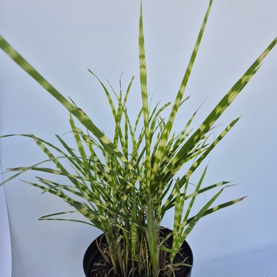 Miscanthus sinensis 'Golden Breeze' 17cm - Kinai sárga tarka virágosnád / Zebrafű