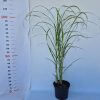 Miscanthus sinensis Zebrinus Strictus 2l - Kínai virágosnád / Zebrafű, csíkos levelű