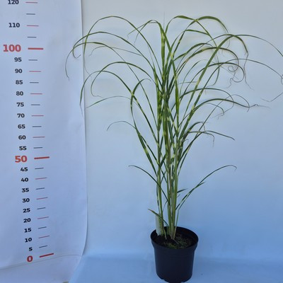Miscanthus sinensis Zebrinus Strictus 2l - Kínai virágosnád / Zebrafű, csíkos levelű