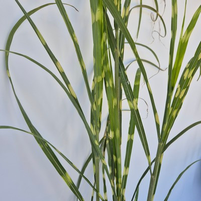 Miscanthus sinensis Zebrinus Strictus 2l - Kínai virágosnád / Zebrafű, csíkos levelű