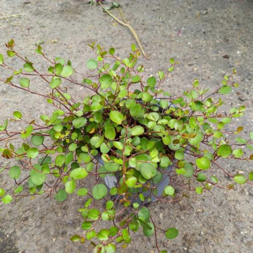 Muehlenbeckia complexa - Porclián
