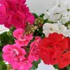 Pelargonium zonale - ÁLLÓ muskátli